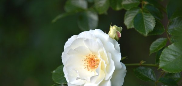 Sophie Scholl - příběh odvahy